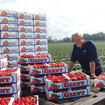 California Giant Berry Farms | Crop Update