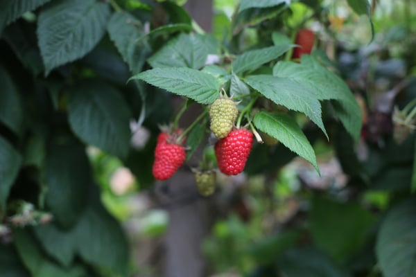 Raspberry Plant With No Berries: Raspberries Won't Form