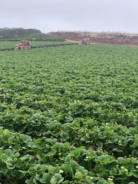 raspberry field