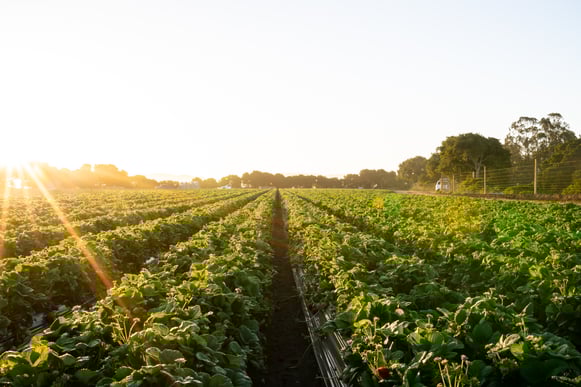 sustainable strawberry field