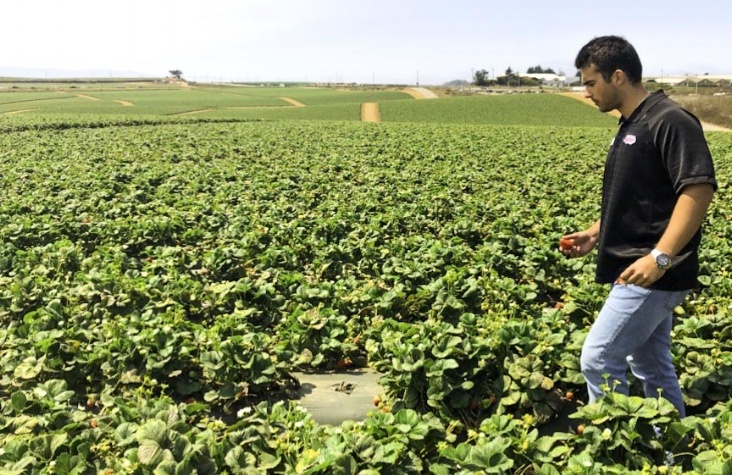 Logan Rusconi walking through a strawberry field 