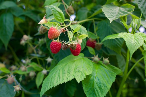 raspberries hanging on a raspberry bush