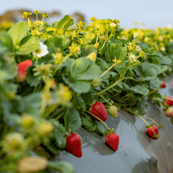 strawberries in a field