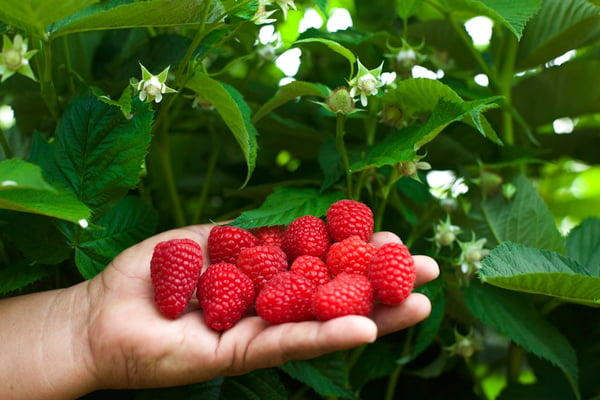 a hand holding raspberries in front of a raspberry plant