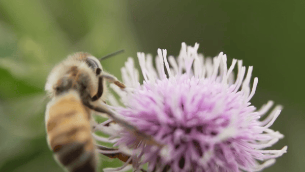 bee on a flower