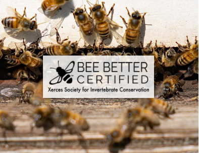 bee better certified graphic with bees on wood 